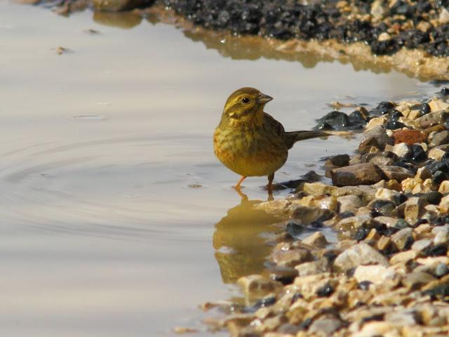 A walk in the park-Un paseo por el parque A walk in the park-Un paseo por el parque