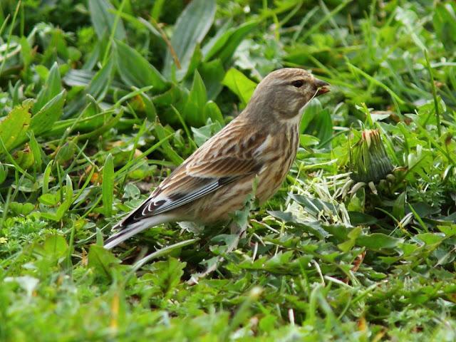 A walk in the park-Un paseo por el parque A walk in the park-Un paseo por el parque