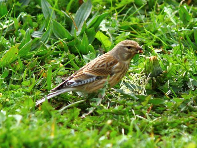 A walk in the park-Un paseo por el parque A walk in the park-Un paseo por el parque