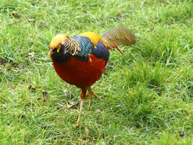 A walk in the park-Un paseo por el parque A walk in the park-Un paseo por el parque