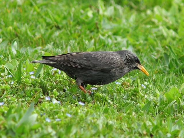 A walk in the park-Un paseo por el parque A walk in the park-Un paseo por el parque