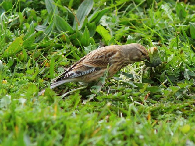 A walk in the park-Un paseo por el parque A walk in the park-Un paseo por el parque