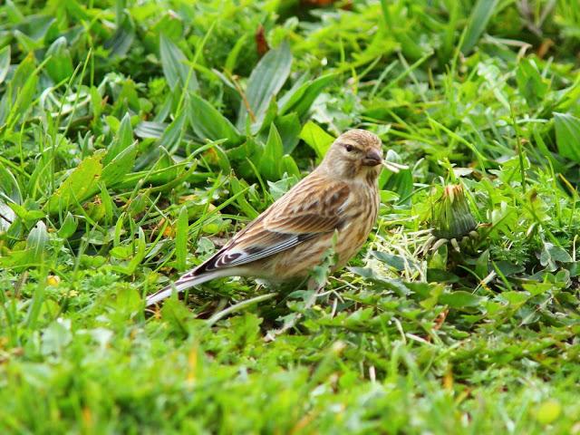 A walk in the park-Un paseo por el parque A walk in the park-Un paseo por el parque