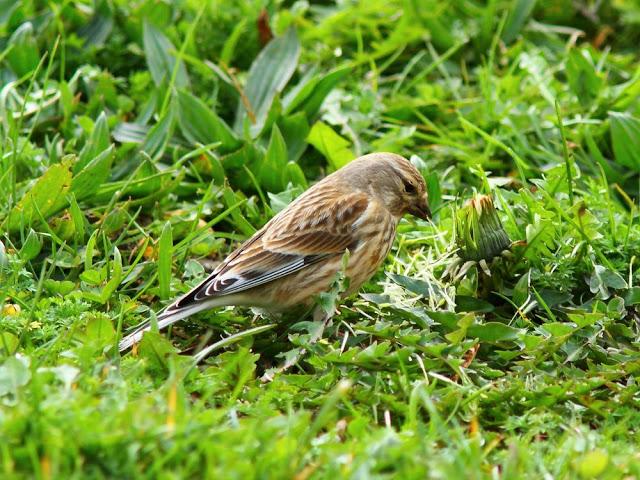 A walk in the park-Un paseo por el parque A walk in the park-Un paseo por el parque