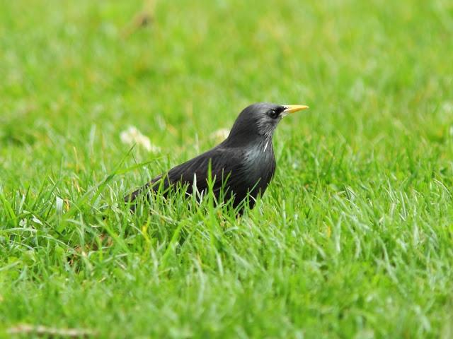 A walk in the park-Un paseo por el parque A walk in the park-Un paseo por el parque