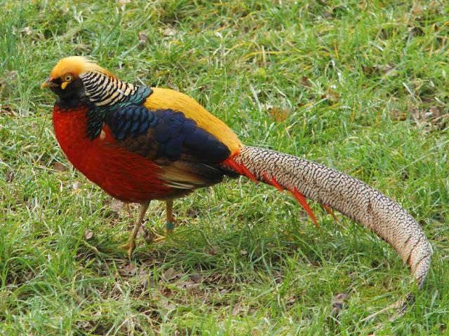 A walk in the park-Un paseo por el parque A walk in the park-Un paseo por el parque