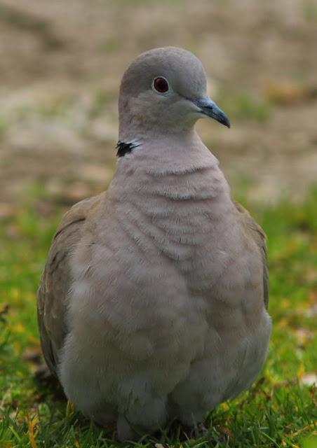 A walk in the park-Un paseo por el parque A walk in the park-Un paseo por el parque