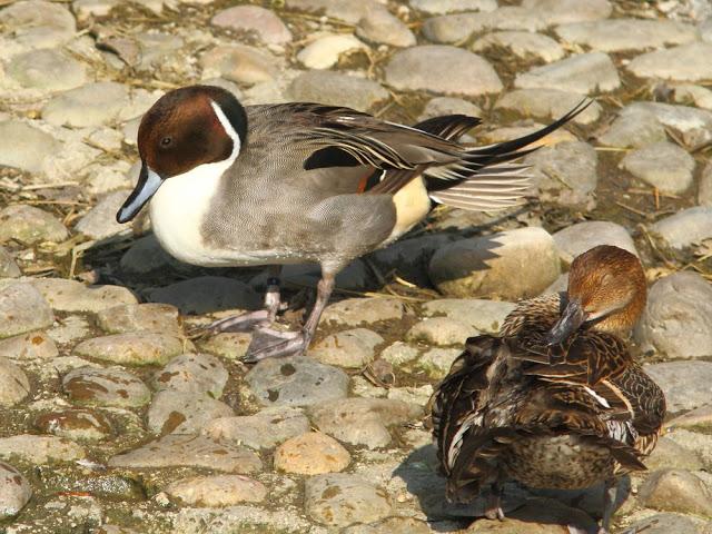 A walk in the park-Un paseo por el parque A walk in the park-Un paseo por el parque