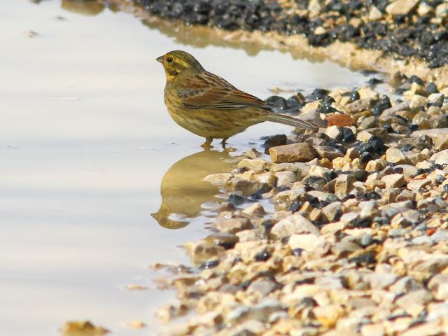 A walk in the park-Un paseo por el parque A walk in the park-Un paseo por el parque