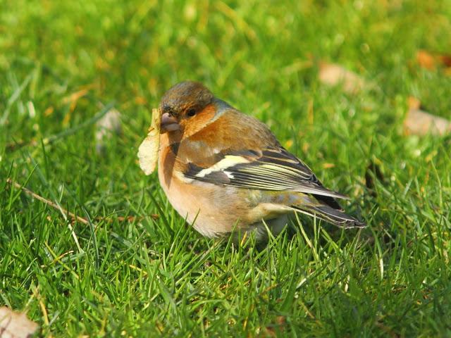 A walk in the park-Un paseo por el parque A walk in the park-Un paseo por el parque