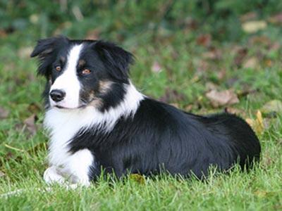 Collie