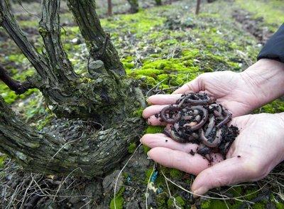 El mito de la biodiversidad en la agricultura ecológica. Les vers de terre au cœur de la polémique : selon l'étude, la population de lombrics diminuerait dans les vignes cultivées en bio par rapport au conventionnel. En cause, l'utilisation du cuivre.