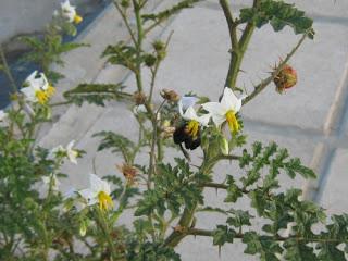 Remedios naturales para combatir el reuma Remedios naturales para combatir el reuma