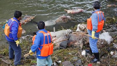 Miles de cerdos muertos en un río de Shanghai cerdos muertos en rio de China