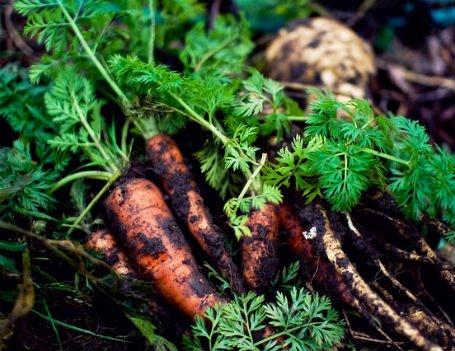 312258_10150384647352779_266271205_n 312258 10150384647352779 266271205 n 20 formas de reutilizar el café