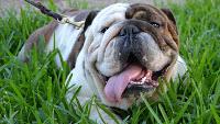 Bulldog Una crema mal aplicada, nos puede garantizar unas mejillas de bulldog