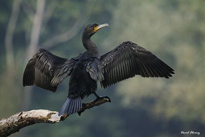Nuevas pruebas rechazan las matanzas de cormoranes Nuevas pruebas rechazan las matanzas de cormoranes