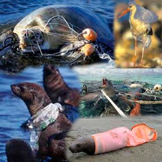 ¿Qué Ocurre con los Animales Marinos Cuando Lanzamos Basura al Océano ? ¿Qué Ocurre con los Animales Marinos Cuando Lanzamos Basura al Océano ?