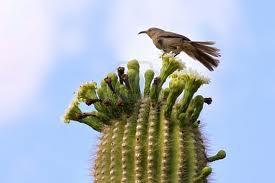 El Cactus y el Pájaro El Cactus y el Pájaro