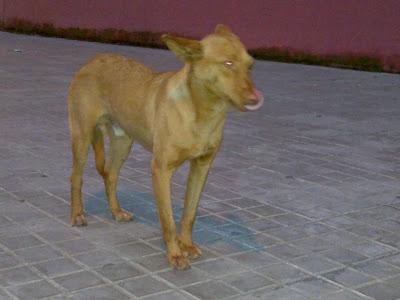 PODENQUITO Y PODENQUITA EN LA CALLE !!! PODENQUITO Y PODENQUITA EN LA CALLE !!!