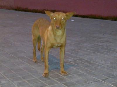 PODENQUITO Y PODENQUITA EN LA CALLE !!! PODENQUITO Y PODENQUITA EN LA CALLE !!!