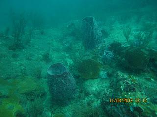 Diario de buceo en el Parque Tayrona: Sentimientos, aprendizajes y demás yerbas del curso