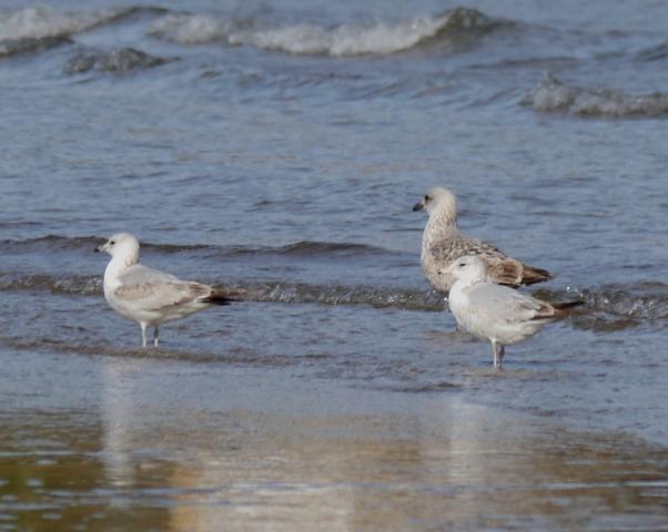 Gaviotas de Delaware Gaviotas de Delaware