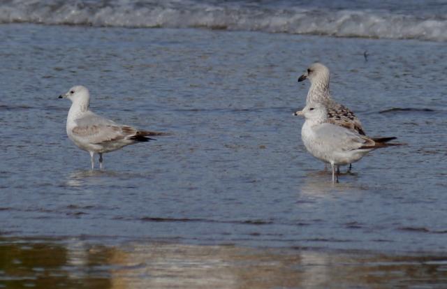 Gaviotas de Delaware Gaviotas de Delaware