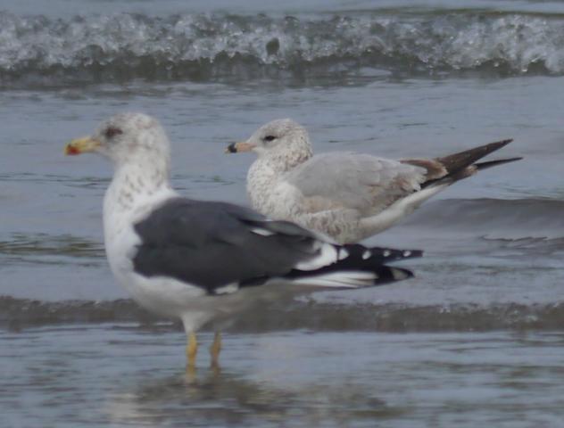 Gaviotas de Delaware Gaviotas de Delaware