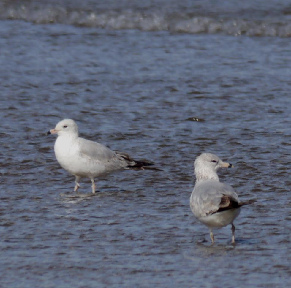 Gaviotas de Delaware Gaviotas de Delaware