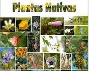 Descripción de las Plantas Nativas o Autóctonas