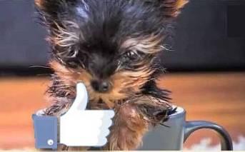 Club de perros en Internet 20130318134135-redes-mascostas.jpg