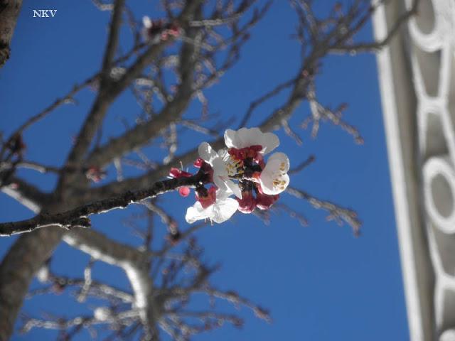 Primeras flores del albaricoquero Primeras flores del albaricoquero