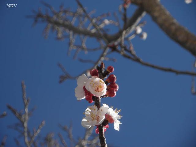 Primeras flores del albaricoquero Primeras flores del albaricoquero