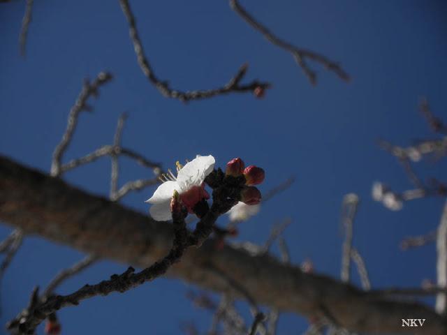 Primeras flores del albaricoquero Primeras flores del albaricoquero