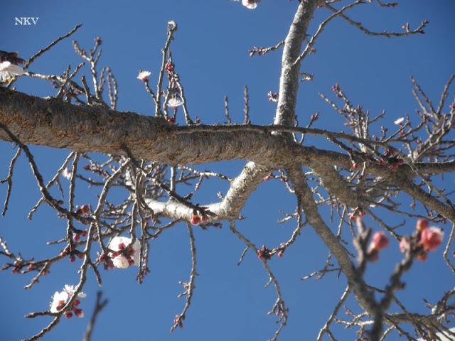 Primeras flores del albaricoquero Primeras flores del albaricoquero