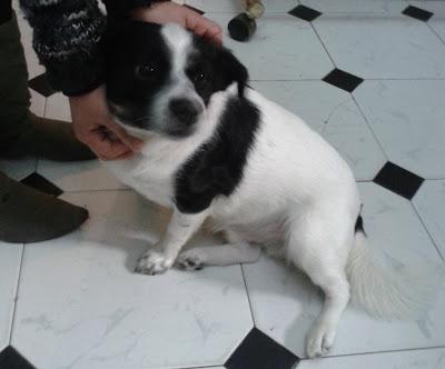 CHICO, DOS AÑITOS, SU DUEÑA HA MUERTO Y SIGUE SOLO EN EL PISO. CHICO, DOS AÑITOS, SU DUEÑA HA MUERTO Y SIGUE SOLO EN EL PISO.