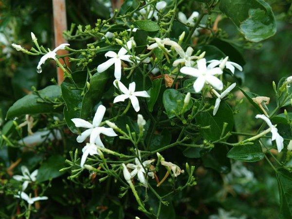 FLORES DE PRIMAVERA FLORES DE PRIMAVERA