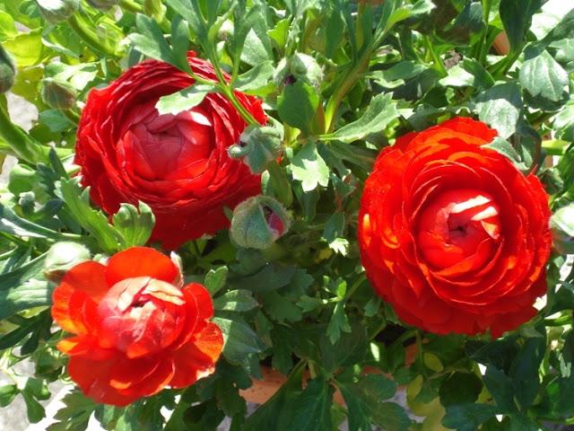 FLORES DE PRIMAVERA FLORES DE PRIMAVERA