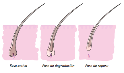 ¿Por qué se nos cae el pelo? ¿Por qué se nos cae el pelo?