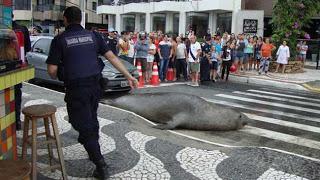 León marino cruza la calle de Brasil (VIDEO)