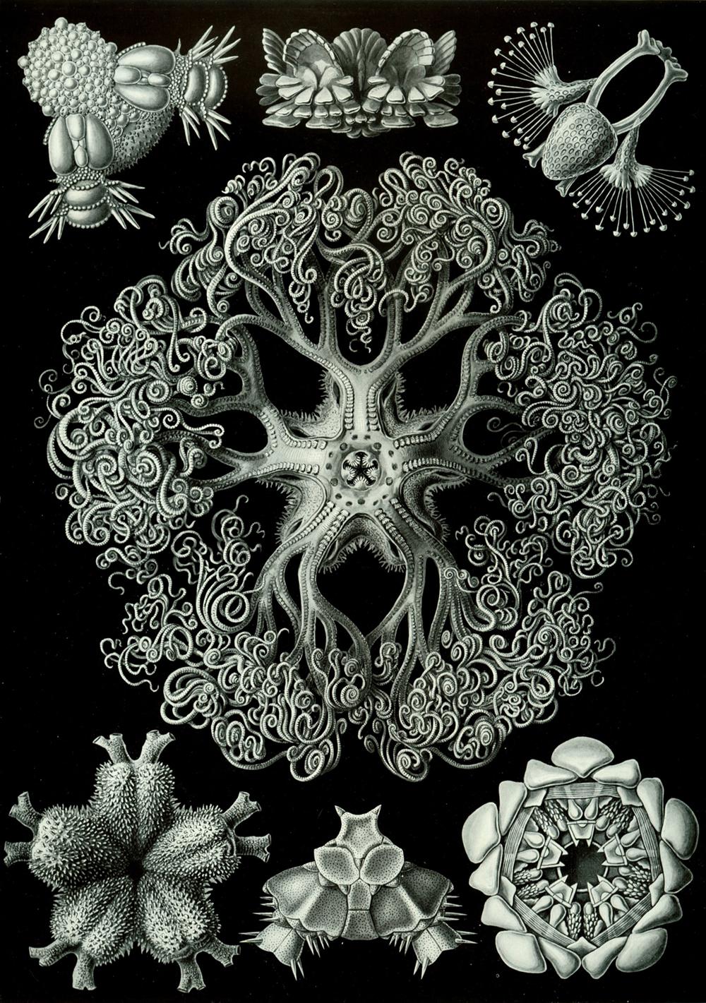 Ernst Haeckel – Obras de arte de la Naturaleza