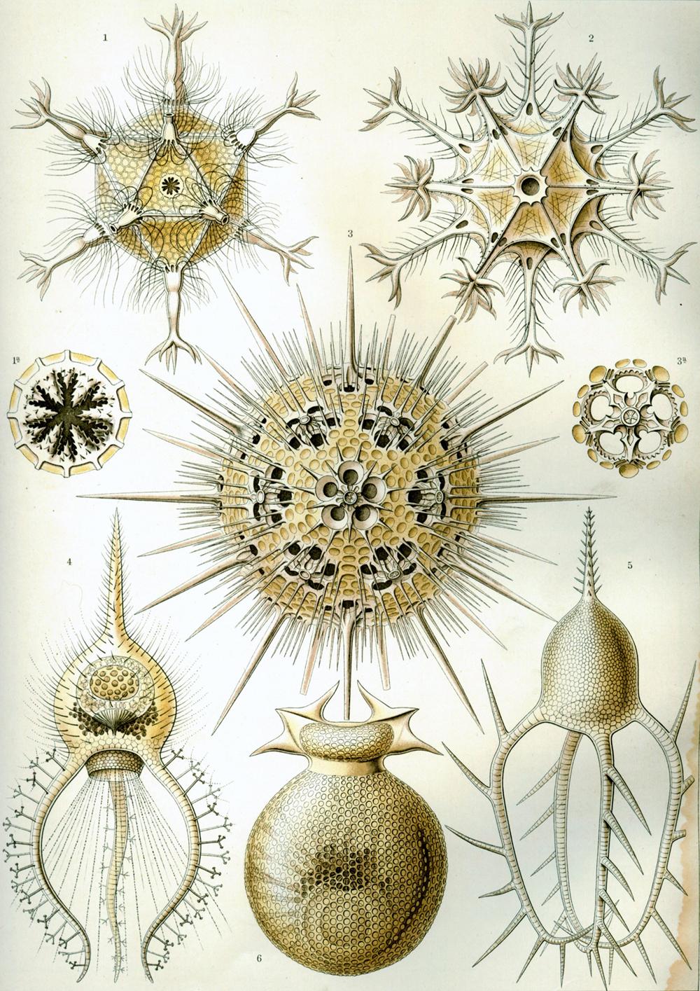 Ernst Haeckel – Obras de arte de la Naturaleza