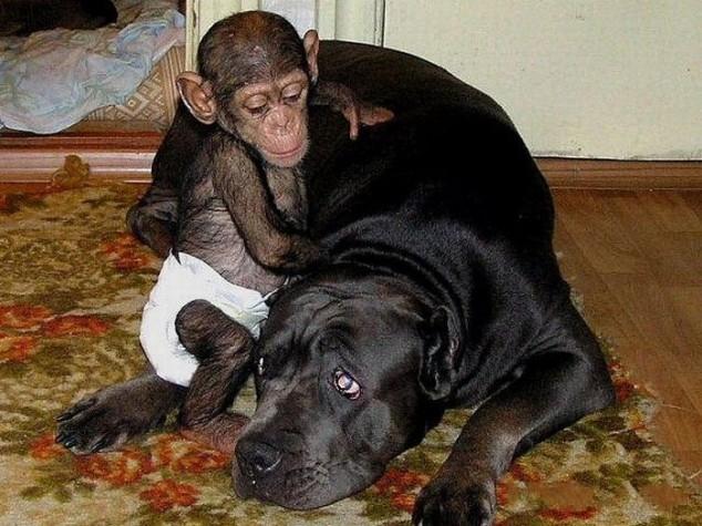 10 emotivas fotografías del mono que fue adoptado por una perra.