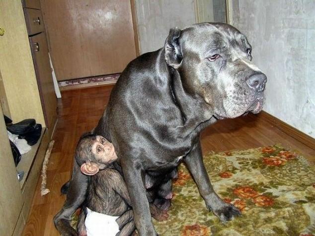 10 emotivas fotografías del mono que fue adoptado por una perra.