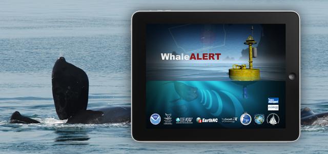 App protects whales by alerting ship navigators of their proximity in real time alttext