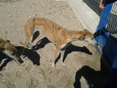 Galgos y podencos en la perrera de Toledo. Galgos y podencos en la perrera de Toledo.