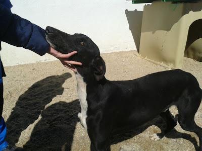 Galgos y podencos en la perrera de Toledo. Galgos y podencos en la perrera de Toledo.