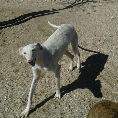 Galgos y podencos en la perrera de Toledo. Galgos y podencos en la perrera de Toledo.