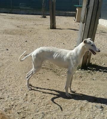 Galgos y podencos en la perrera de Toledo. Galgos y podencos en la perrera de Toledo.